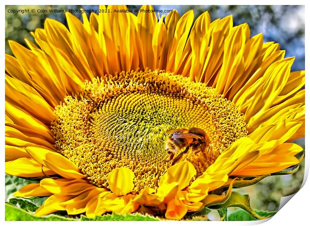 Bumble Bee on A Sunflower Print by Colin Williams Photography