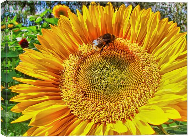 Bumble Bee on A Sunflower 2 Canvas Print by Colin Williams Photography
