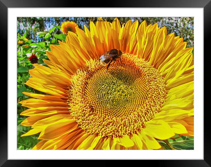 Bumble Bee on A Sunflower 2 Framed Mounted Print by Colin Williams Photography