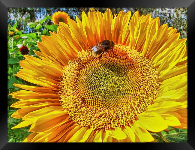 Bumble Bee on A Sunflower 2 Framed Print by Colin Williams Photography