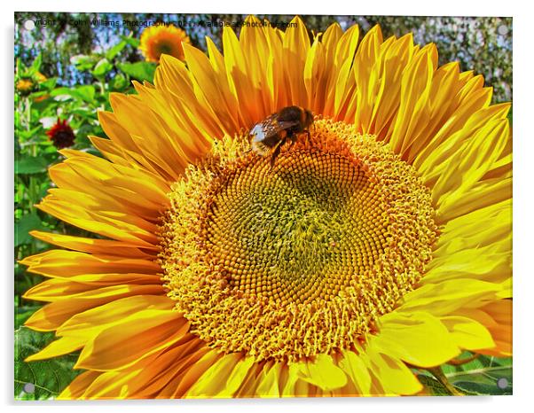 Bumble Bee on A Sunflower 2 Acrylic by Colin Williams Photography