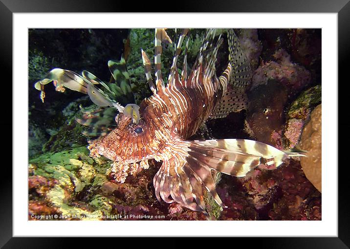 Lionfish,Red Sea. Framed Mounted Print by John Miller