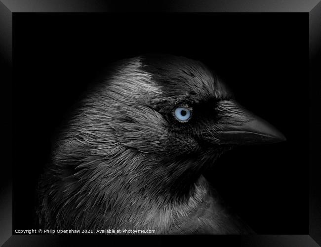 Portrait of a jackdaw with head in profile with blue eyes on a black background Framed Print by Philip Openshaw