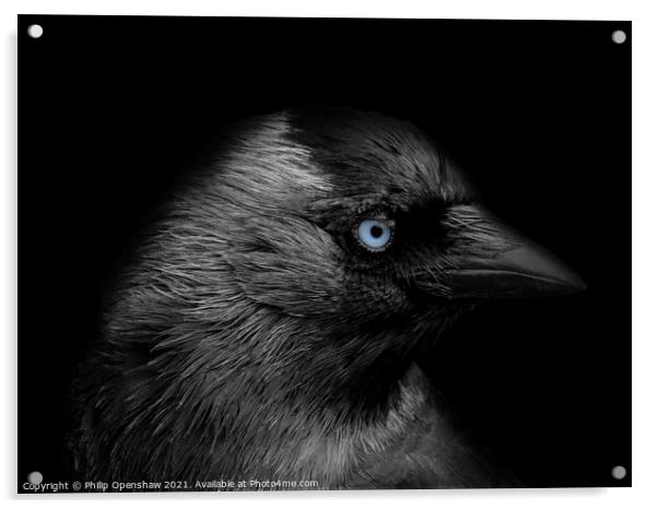 Portrait of a jackdaw with head in profile with blue eyes on a black background Acrylic by Philip Openshaw