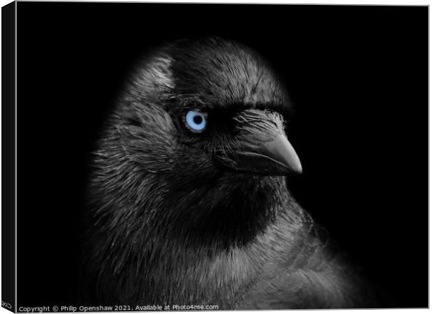 Portrait of a jackdaw with blue eyes on a black background Canvas Print by Philip Openshaw