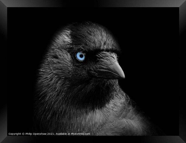 Portrait of a jackdaw with blue eyes on a black background Framed Print by Philip Openshaw