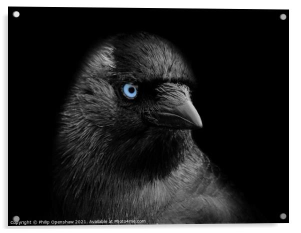Portrait of a jackdaw with blue eyes on a black background Acrylic by Philip Openshaw