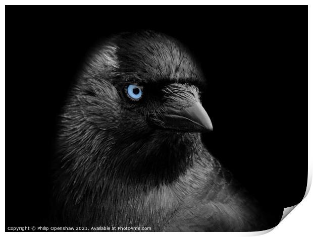 Portrait of a jackdaw with blue eyes on a black background Print by Philip Openshaw