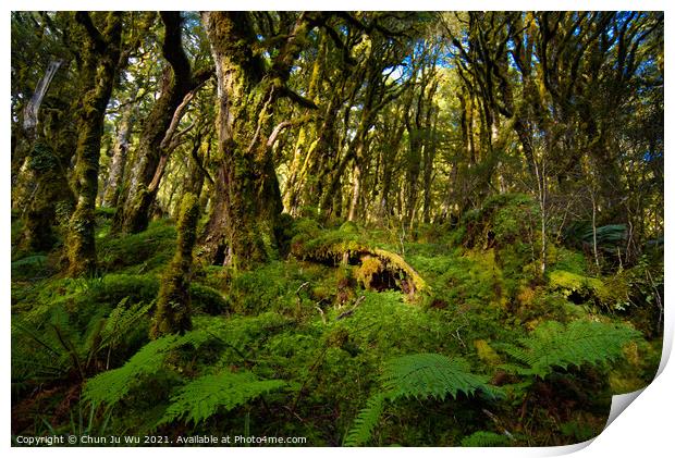 View of woods in South Island, New Zealand Print by Chun Ju Wu
