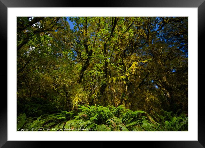 View of woods in South Island, New Zealand Framed Mounted Print by Chun Ju Wu