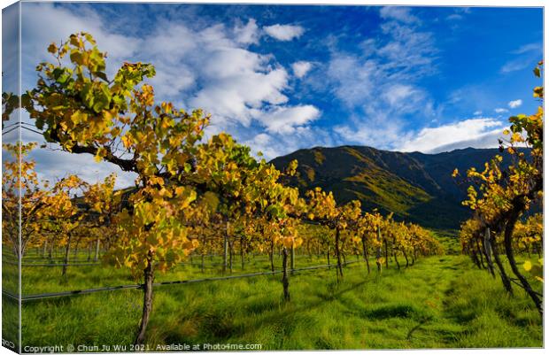 Grape vineyard in autumn in South Island, New Zealand Canvas Print by Chun Ju Wu