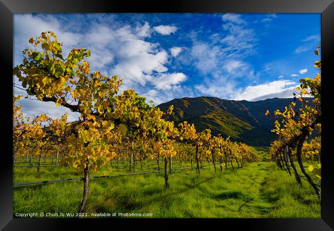 Grape vineyard in autumn in South Island, New Zealand Framed Print by Chun Ju Wu