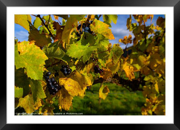 Grape vineyard in autumn in South Island, New Zealand Framed Mounted Print by Chun Ju Wu