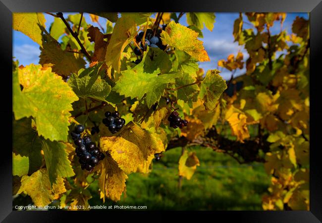 Grape vineyard in autumn in South Island, New Zealand Framed Print by Chun Ju Wu