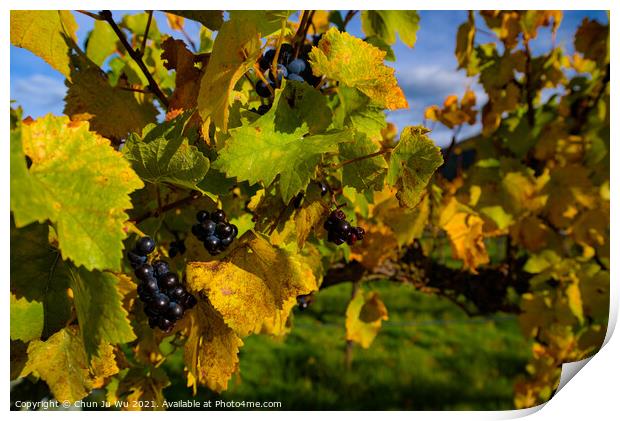 Grape vineyard in autumn in South Island, New Zealand Print by Chun Ju Wu