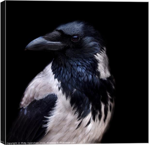 Hooded Crow - Portrait Canvas Print by Philip Openshaw