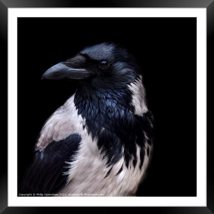 Hooded Crow - Portrait Framed Mounted Print by Philip Openshaw