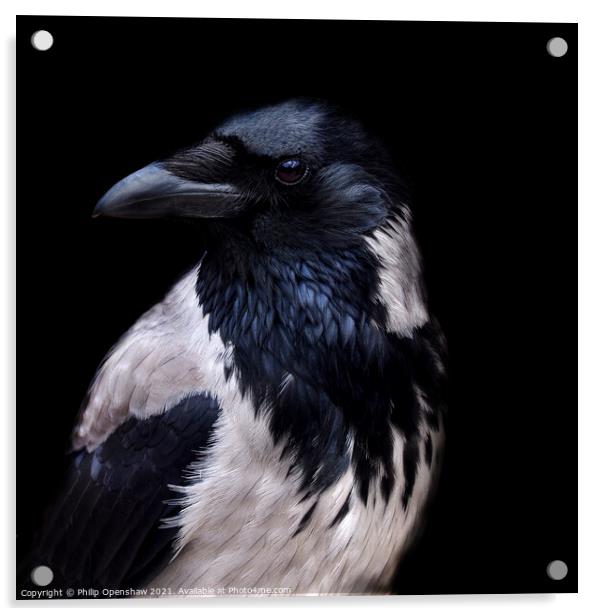 Hooded Crow - Portrait Acrylic by Philip Openshaw