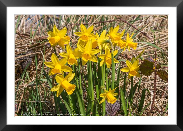Flowering Dwarf Daffodils Framed Mounted Print by Richard Laidler