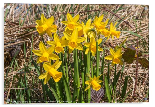 Flowering Dwarf Daffodils Acrylic by Richard Laidler