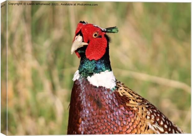 A Pheasant sitting  in the grass Canvas Print by Liann Whorwood