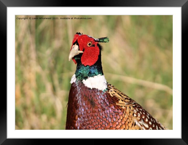 A Pheasant sitting  in the grass Framed Mounted Print by Liann Whorwood