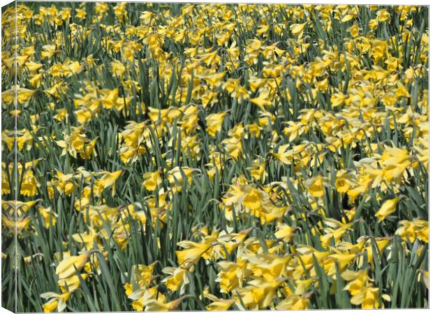Daffodils Spring Flowers Canvas Print by mark humpage