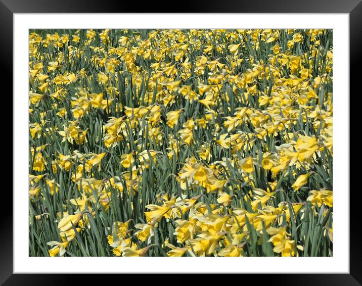 Daffodils Spring Flowers Framed Mounted Print by mark humpage