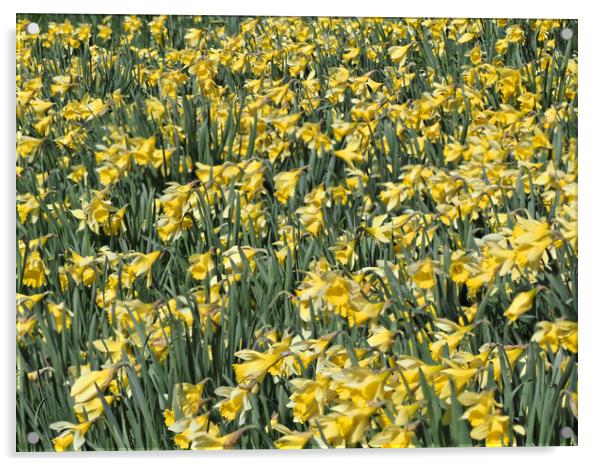 Daffodils Spring Flowers Acrylic by mark humpage