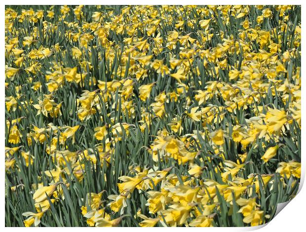 Daffodils Spring Flowers Print by mark humpage