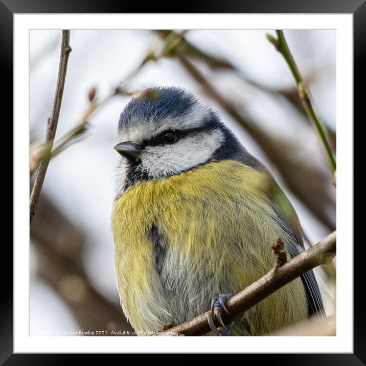 Blue Tit Framed Mounted Print by Adrian Rowley
