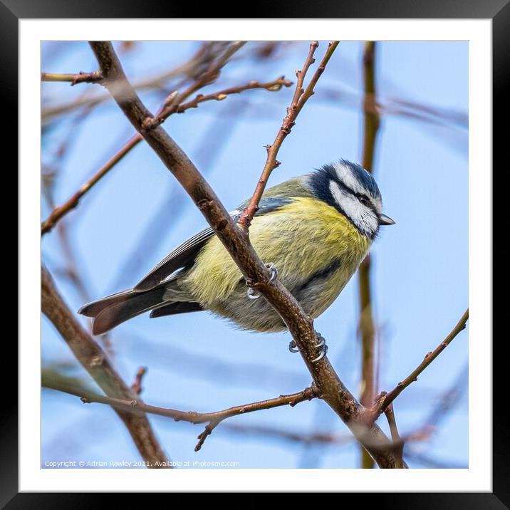 Blue Tit Framed Mounted Print by Adrian Rowley