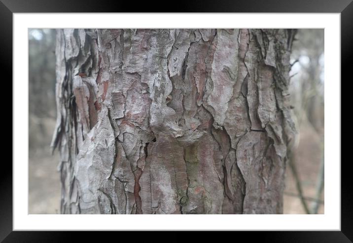 Tree bark close up Framed Mounted Print by Sami Mi Ko