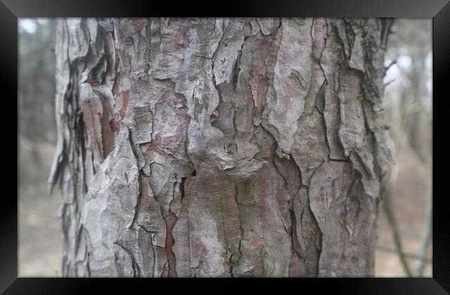 Tree bark close up Framed Print by Sami Mi Ko