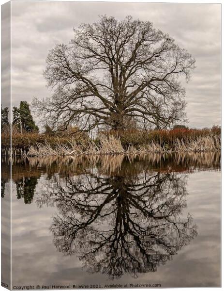 Reflections Canvas Print by Paul Harwood-Browne