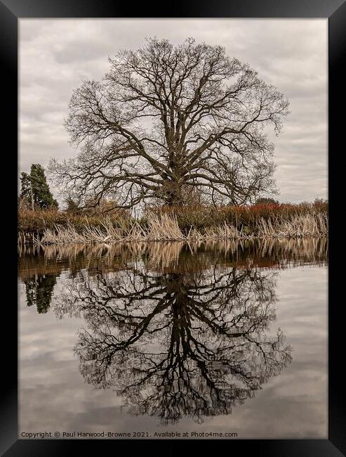 Reflections Framed Print by Paul Harwood-Browne