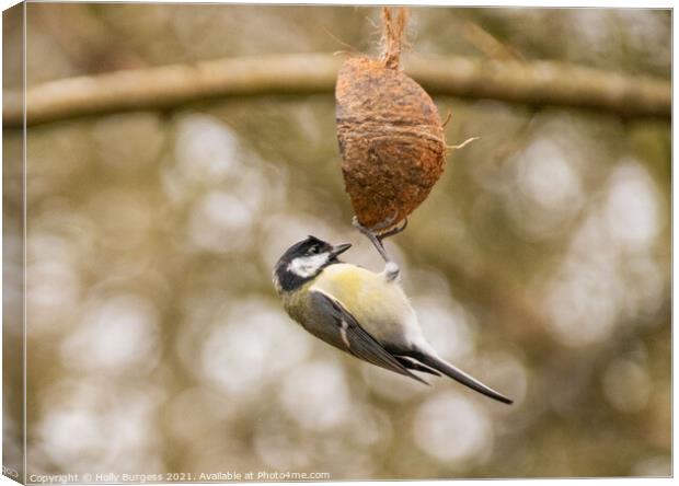 Great tit, small bird on a feeder Canvas Print by Holly Burgess