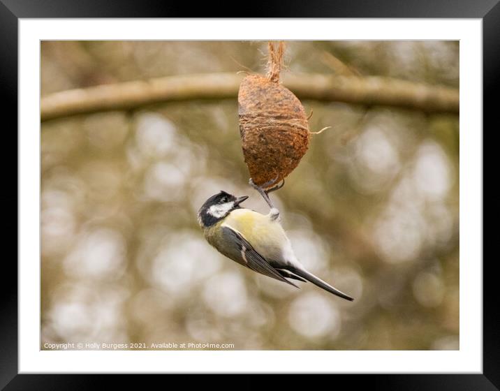 Great tit, small bird on a feeder Framed Mounted Print by Holly Burgess