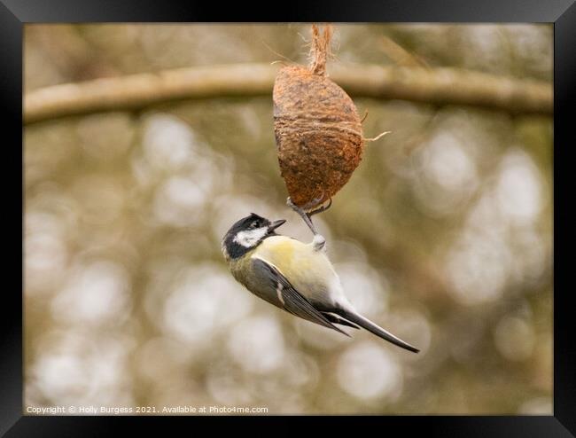 Great tit, small bird on a feeder Framed Print by Holly Burgess