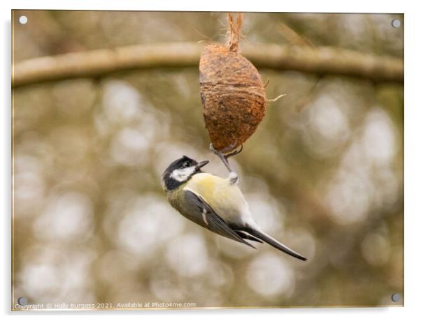 Great tit, small bird on a feeder Acrylic by Holly Burgess