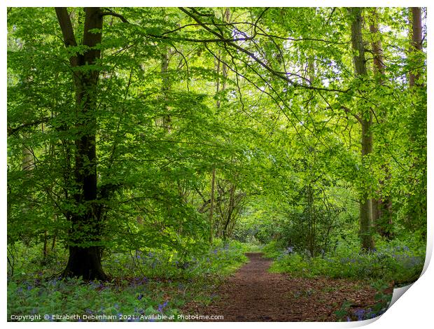 Path through Woodland Glade in Spring Print by Elizabeth Debenham