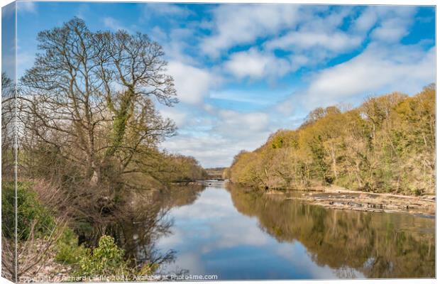 Spring Reflections on the River Tees at Wycliffe Canvas Print by Richard Laidler