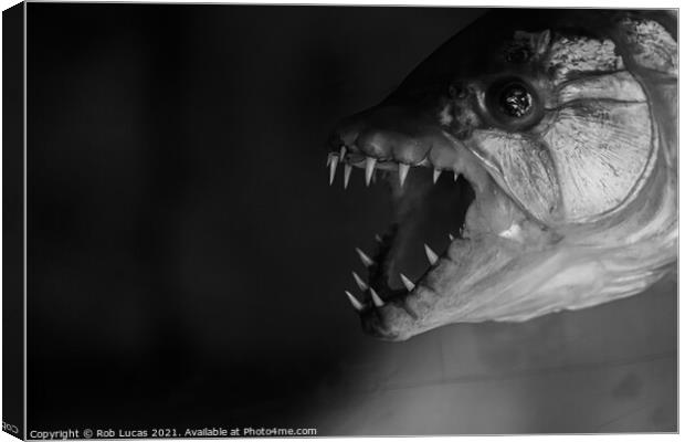 M'Benga the Goliath fish Canvas Print by Rob Lucas