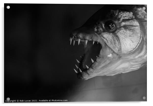 M'Benga the Goliath fish Acrylic by Rob Lucas