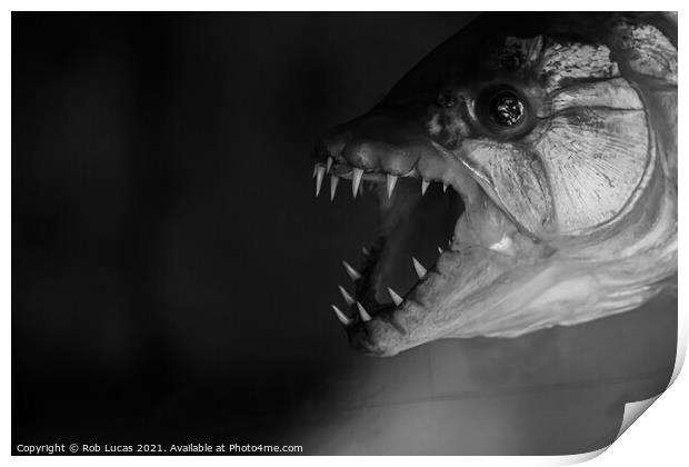M'Benga the Goliath fish Print by Rob Lucas