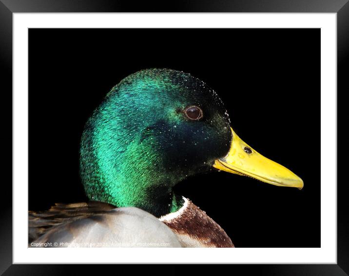 Portrait of a male Mallard Duck  Framed Mounted Print by Philip Openshaw