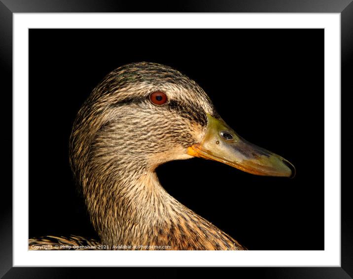 Close up portrait of the head of a female Mallard Duck Framed Mounted Print by Philip Openshaw