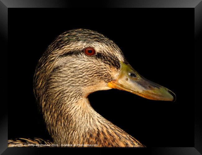 Close up portrait of the head of a female Mallard Duck Framed Print by Philip Openshaw