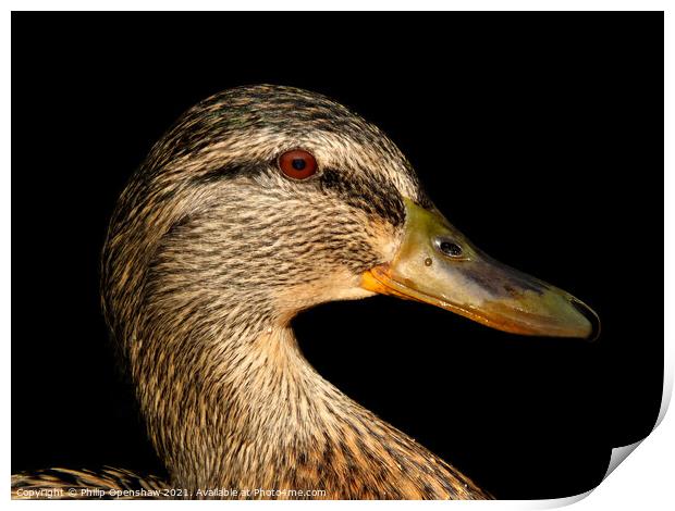 Close up portrait of the head of a female Mallard Duck Print by Philip Openshaw