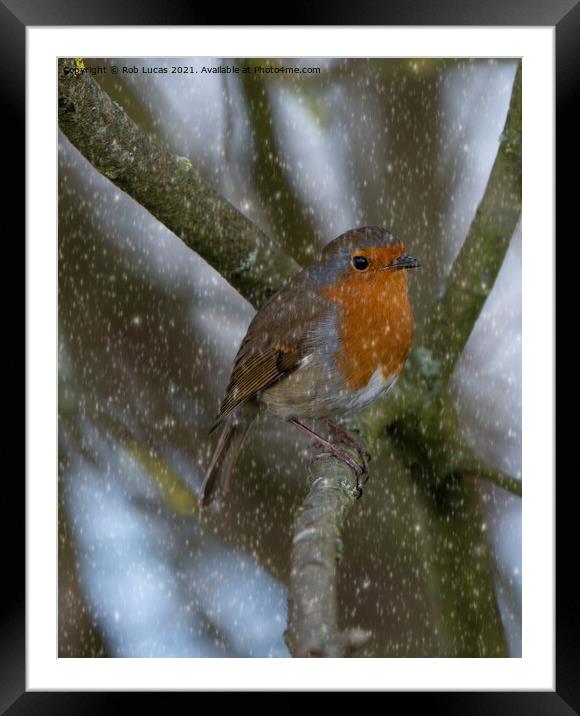 Robin in snow Framed Mounted Print by Rob Lucas